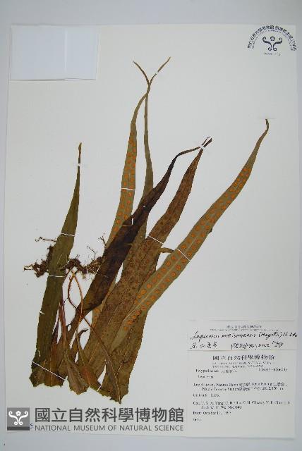 粵瓦葦藏品圖，第1張