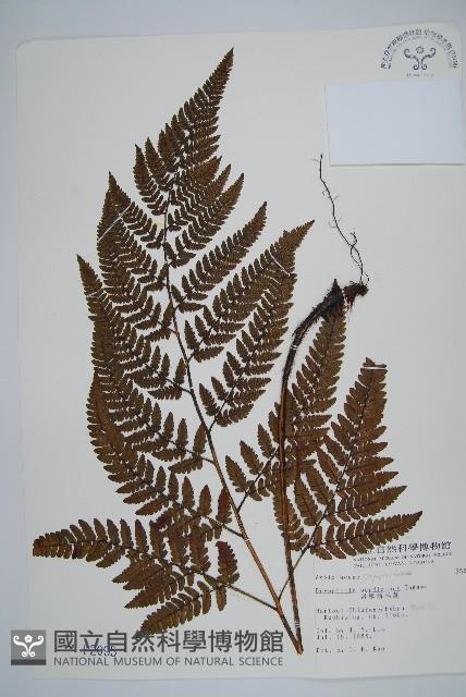 落鱗鱗毛蕨藏品圖，第1張