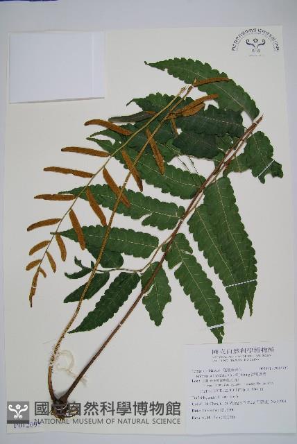 海南實蕨藏品圖，第1張