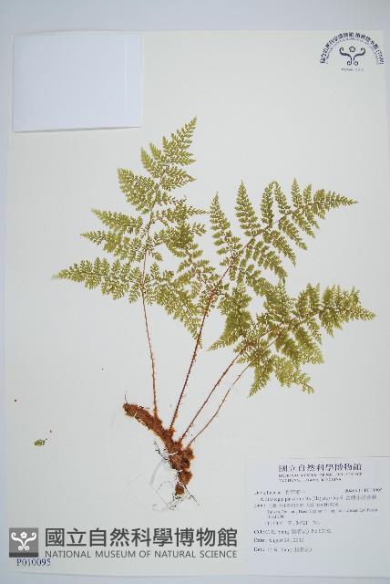 台灣小膜蓋蕨藏品圖，第1張