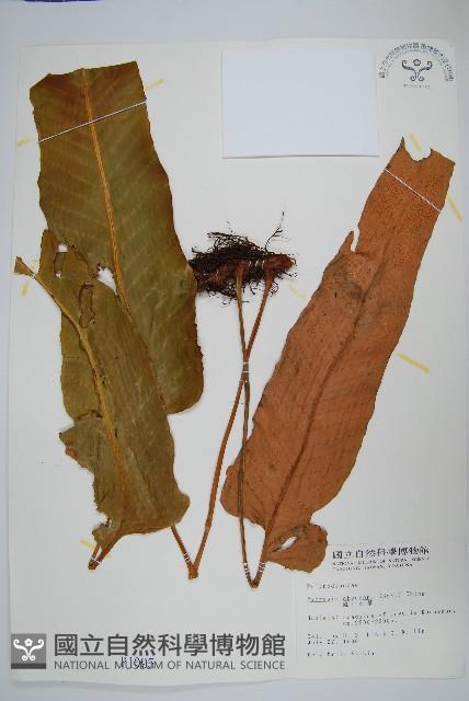 盧山石葦藏品圖，第1張