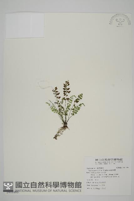 姬鐵角蕨藏品圖，第1張