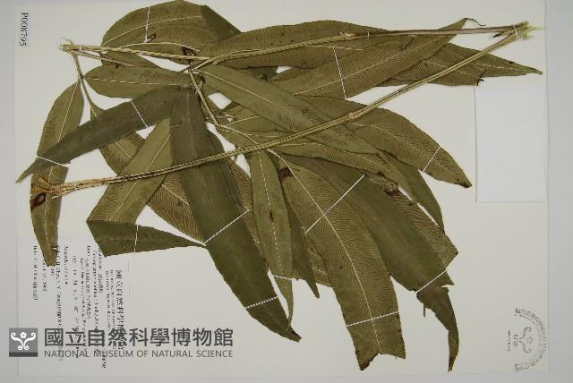 日本鳳丫蕨藏品圖，第1張