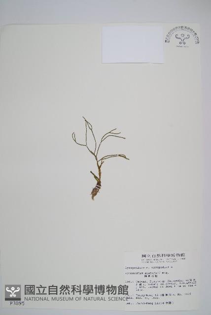 鱗葉石松藏品圖，第1張