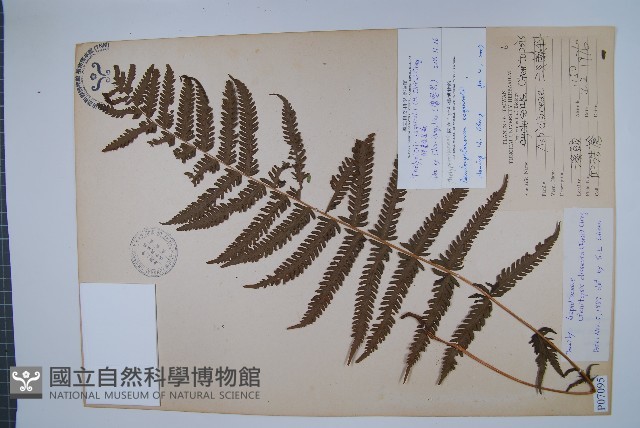 斜葉金星蕨藏品圖，第1張