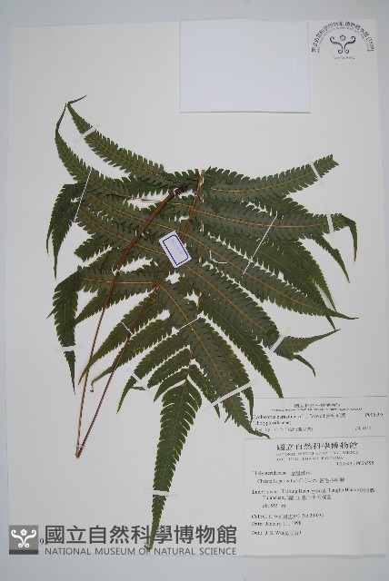 密毛毛蕨藏品圖，第1張