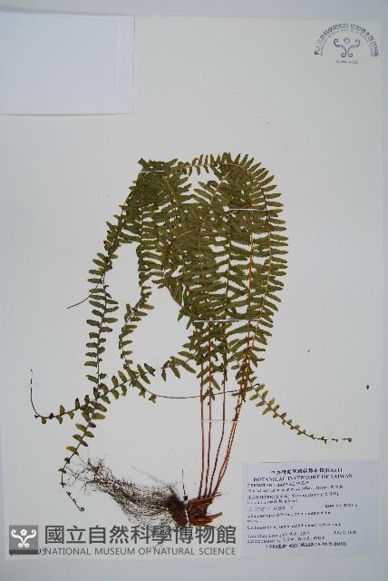 岩穴蕨藏品圖，第1張