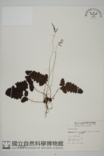 地耳蕨藏品圖，第1張