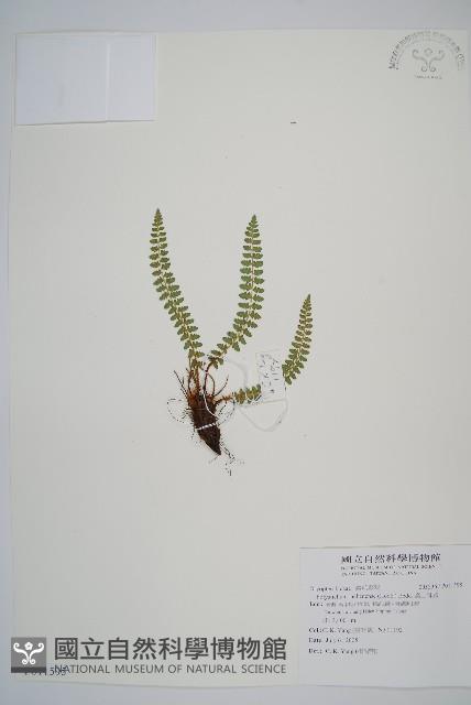麗江耳蕨藏品圖，第1張