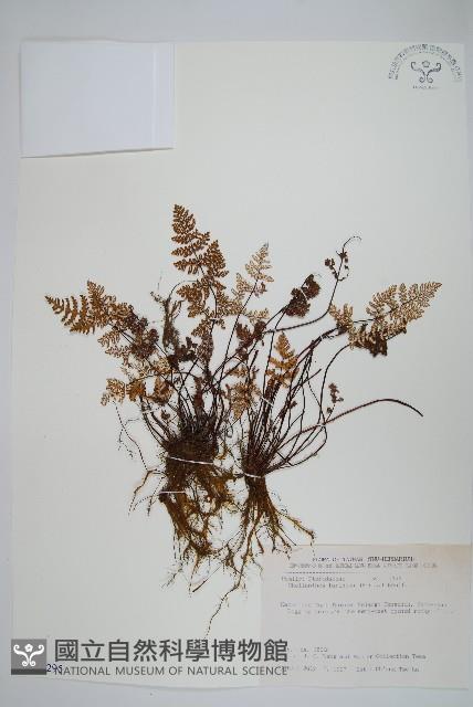 深山粉背蕨藏品圖，第1張