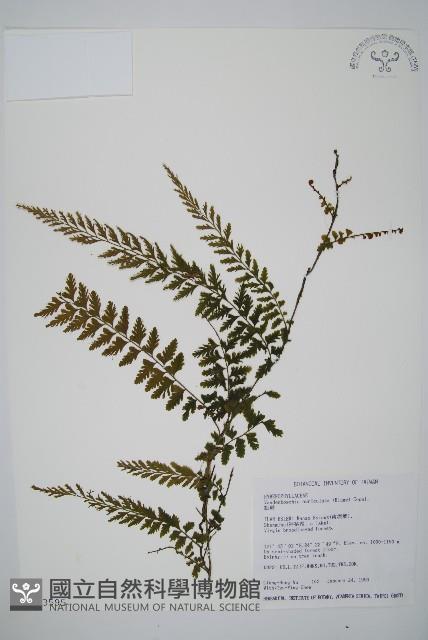 瓶蕨藏品圖，第1張