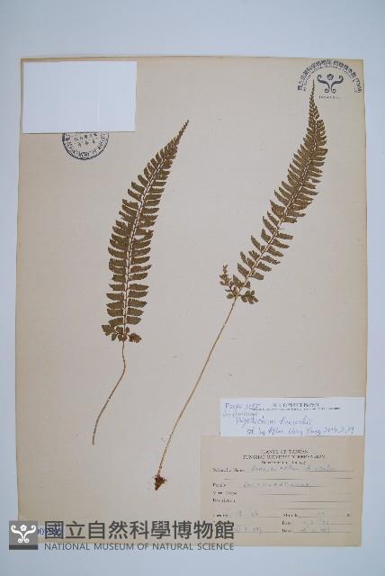 韓氏耳蕨藏品圖，第1張