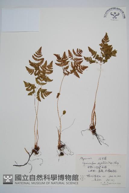 羽節蕨藏品圖，第1張