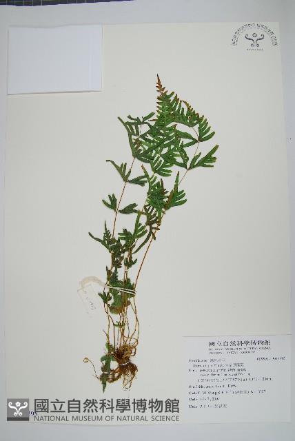 天草鳳尾蕨藏品圖，第1張