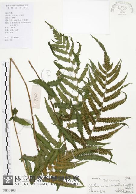 毛蕨藏品圖，第1張