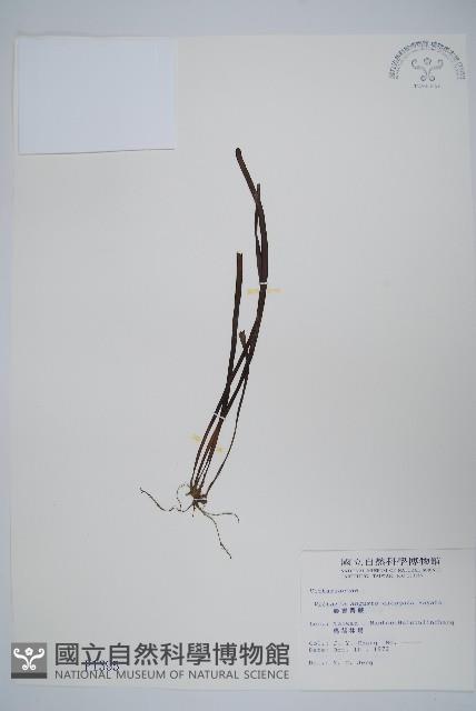 姬書帶蕨藏品圖，第1張