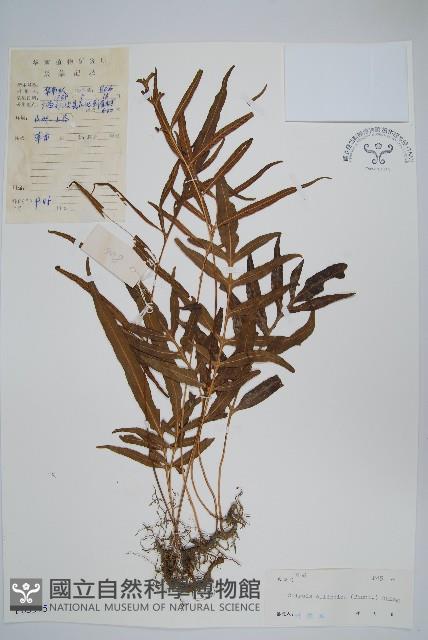 橢圓線蕨藏品圖，第1張