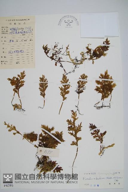 蕗蕨藏品圖，第1張