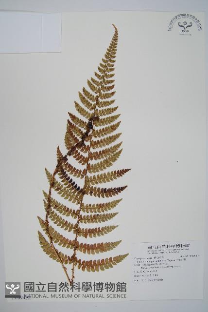 尖葉耳蕨藏品圖，第1張