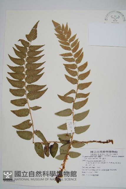 貫眾蕨藏品圖，第1張