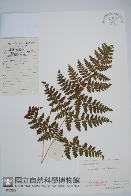 中華鱗毛蕨藏品圖，第1張