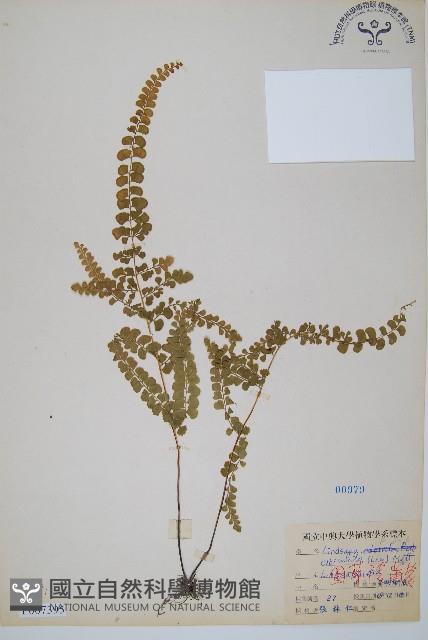 圓葉陵齒蕨藏品圖，第1張