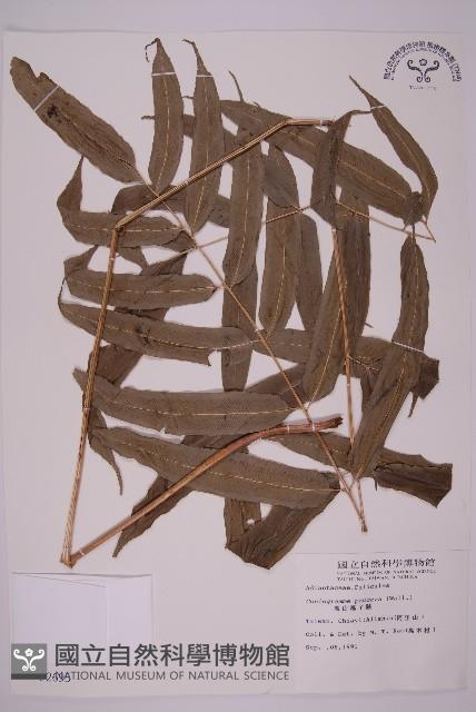 華鳳丫蕨藏品圖，第1張