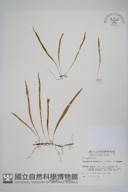 擬芨瓦葦藏品圖，第1張