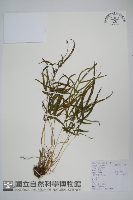 鳳尾蕨藏品圖，第1張