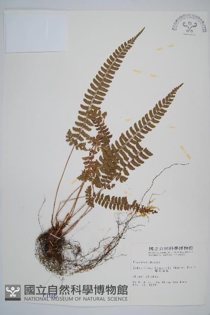 韓氏耳蕨藏品圖，第1張