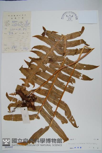 友水龍骨藏品圖，第1張