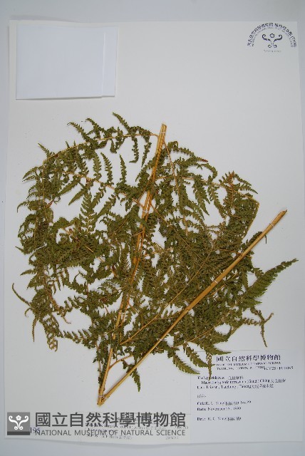 粗毛金星蕨藏品圖，第1張