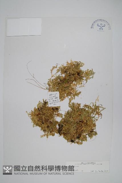 登錄號:P003695藏品圖，第1張