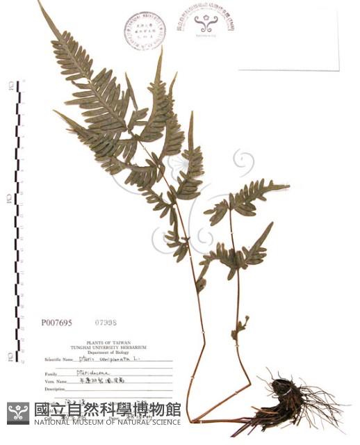 半邊羽裂鳳尾蕨藏品圖，第1張