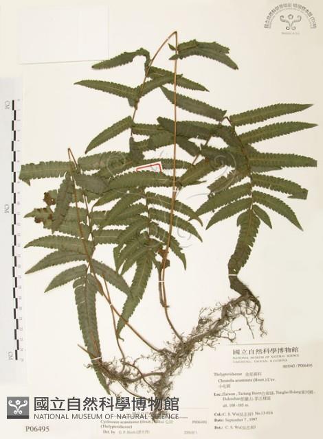 毛蕨藏品圖，第1張