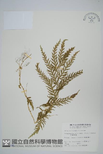 全緣卷柏藏品圖，第1張