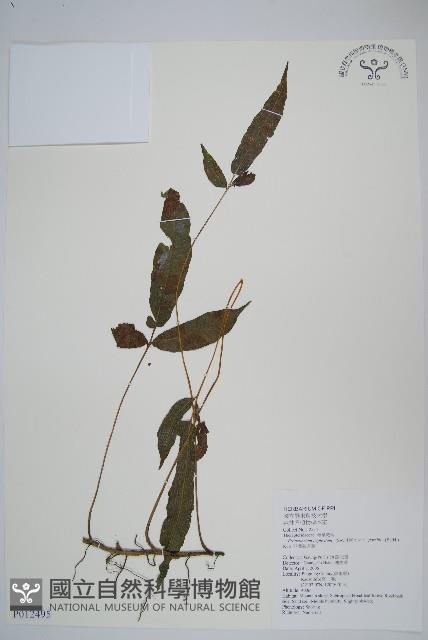 新月蕨藏品圖，第1張