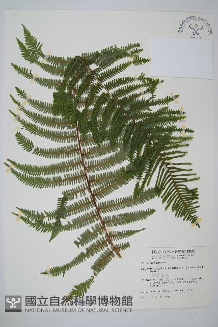 中華裡白藏品圖，第1張