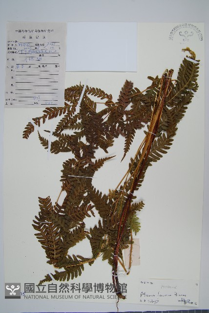 傅氏鳳尾蕨藏品圖，第1張