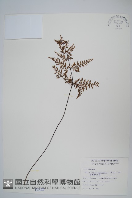 薄葉碎米蕨藏品圖，第1張