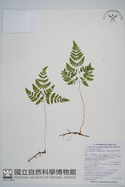 細裂羽節蕨藏品圖，第1張