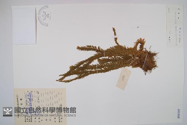 華南馬尾杉藏品圖，第1張