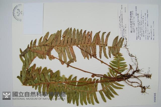 毛葉腎蕨藏品圖，第1張