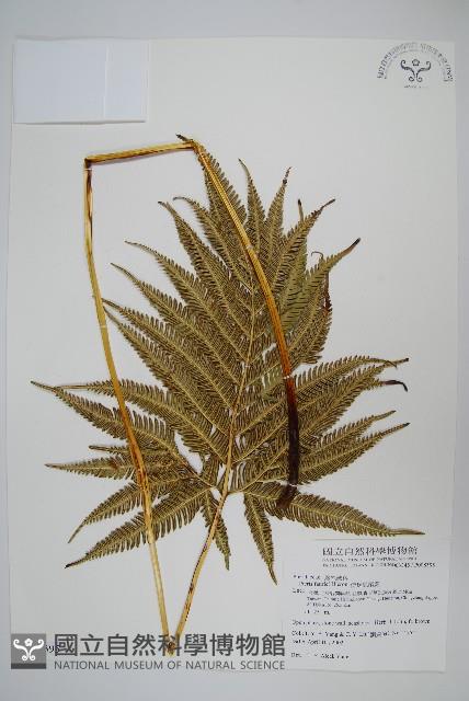 傅氏鳳尾蕨藏品圖，第1張