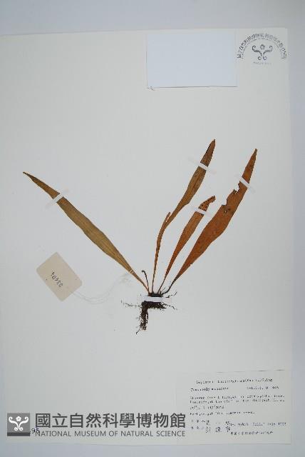 瓦葦藏品圖，第1張