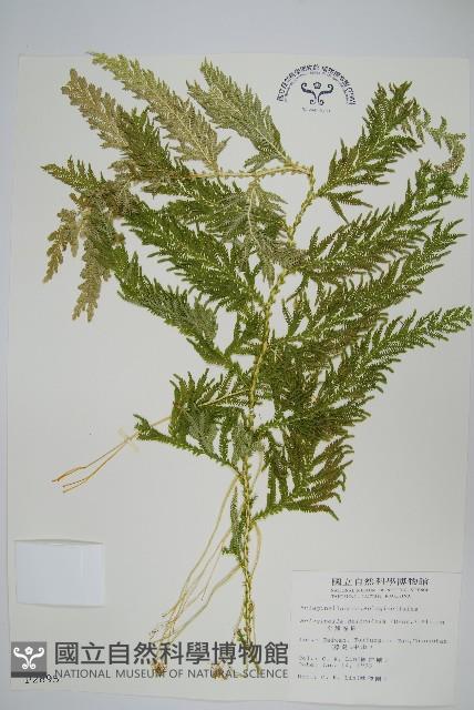 全緣卷柏藏品圖，第1張