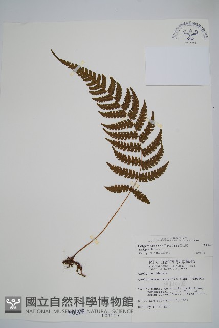 擬茯蕨藏品圖，第1張
