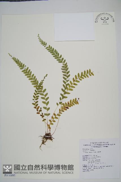 陵齒蕨、鱗始蕨藏品圖，第1張