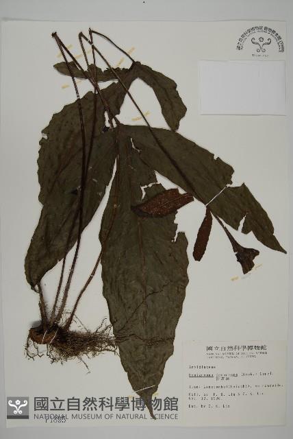 沙皮蕨藏品圖，第1張