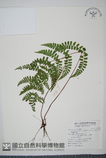 Accession Number:P011895 Collection Image, Figure 1, Total 2 Figures